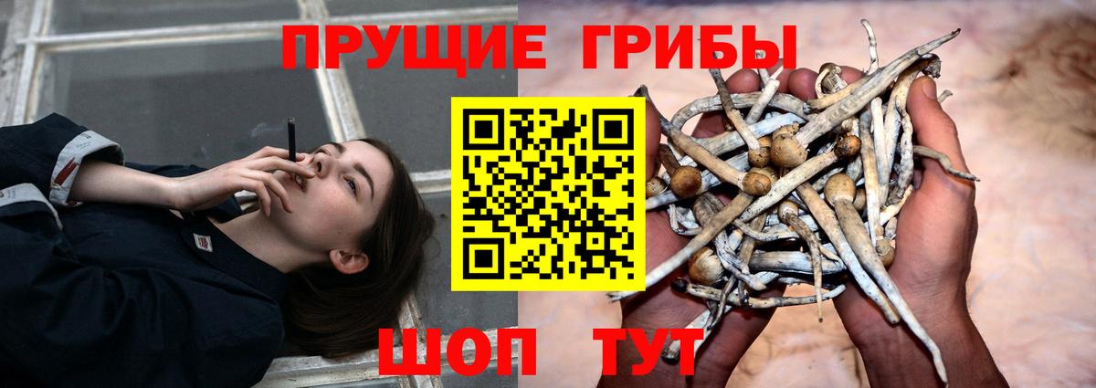 Псилоцибиновые грибы Cubensis  Псилоцибиновые грибы Psilocybine cubensis  цены наркотик  Родники 